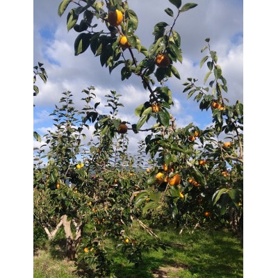 ãæ¿ã2026幎å¬é
éã坿æ¿2kg(å®¶åºçš)ãSãMã12åã1486495ã