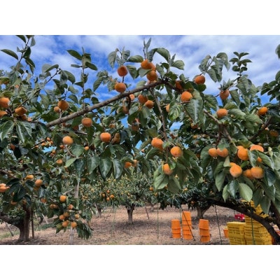 【先行受付】贈答用　たねなし柿　3kg【1519944】