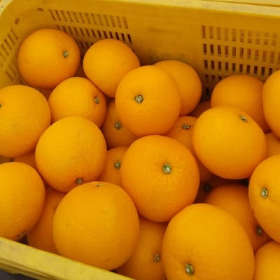 【2026年1月以降順次発送】和歌山産　八朔(ご家庭用サイズ混合約10kg箱)【1496235】