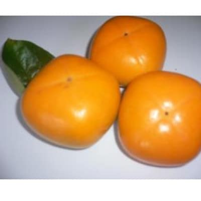 【先行受付】和歌山県産　橋本の柿　刀根早生柿　4kg化粧箱【1628700】