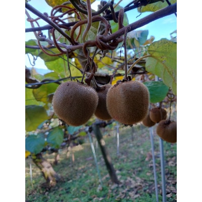 èš³ãããããŠã€ãã«ãŒã(ãã€ã¯ãŒã)ãçŽ3kgã1394616ã