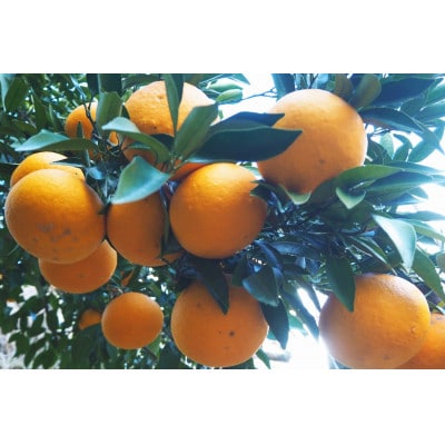 令和8年4月より発送　木成り完熟甘夏みかん 約10kg 【数量限定】松本農園　橋本市産【1595969】