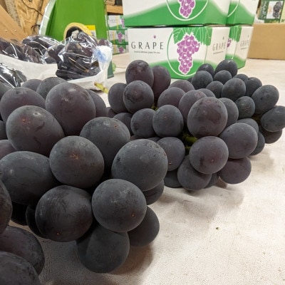 ã2026幎å€çºéãã詊ããµã€ãºçŽ1kgãæ¢
ç°èŸ²åã®çš®ç¡ãå·šå³°ãæ¥å£åå
è¡åä»ãé
éäžå¯å°åïŒé¢å³¶ãã1642883ã