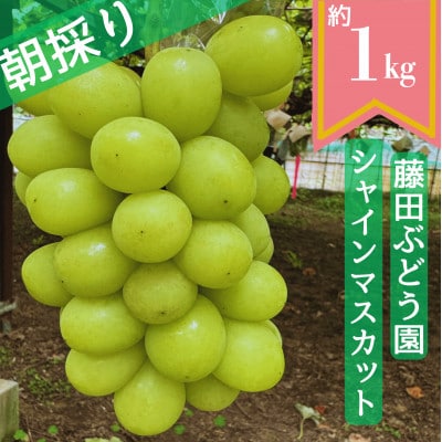 【2026年先行予約】藤田ぶどう園のシャインマスカット　約1kg【配送不可地域：離島】【1555319】
