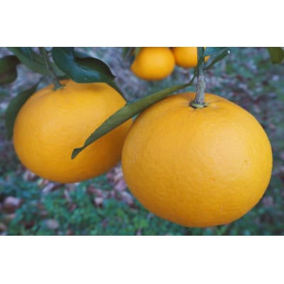 令和8年4月より発送　木成り完熟甘夏みかん 約10kg 【数量限定】松本農園　橋本市産【1595969】