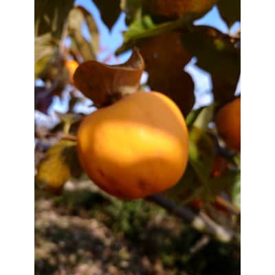 吊るし柿用生渋柿(百目柿、江戸柿)　12〜18個入り【1393085】