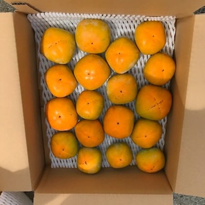 【先行受付】柳フルーツ園の訳ありたねなし柿　10kg【1077826】