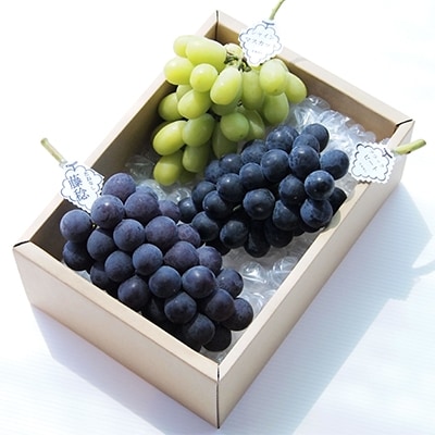 【2026年・発送】朝どり完熟ぶどうの詰め合わせ【配送不可地域：離島・沖縄県】【1017700】