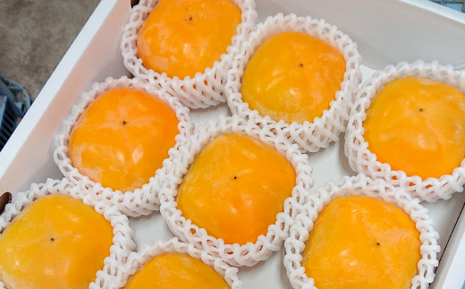 åœå芳å
蟲åã®ãããªãæ¿9åå
¥ã(2Lãµã€ãº)ãé
éäžå¯å°åïŒåæµ·éã»æ²çžçãã1110577ã