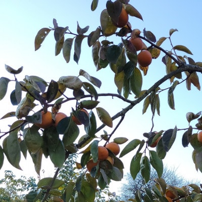 【先行受付】和歌山県産　富有柿(贈答用)　2Lサイズ　3kg【1524682】