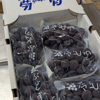【2026年夏発送】種無し巨峰　約2kg(5房前後)　来季分先行受付【配送不可地域：離島】【1146341】