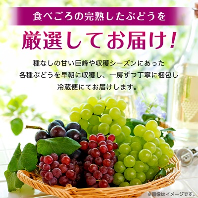 【2026年・発送】朝どり完熟ぶどうの詰め合わせ【配送不可地域：離島・沖縄県】【1017700】