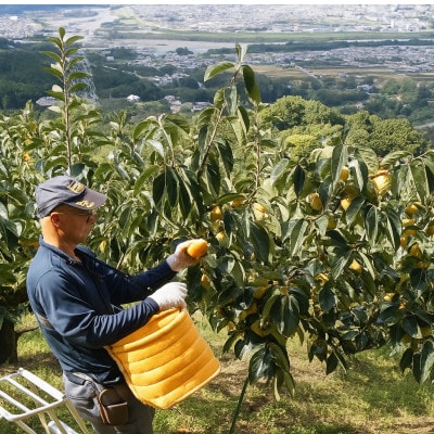 柿【先行受付】柳フルーツ園 富有柿 約2kg【1456563】