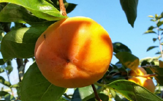 åœå芳å
蟲åã®å¯ææ¿11ã12å(3ã4L)ã1077106ã