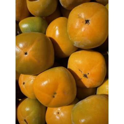 【先行受付】キタヤマ果樹園のたねなし柿　ファミリーパック(家庭用)15〜20個入り(L〜3L)【1342155】