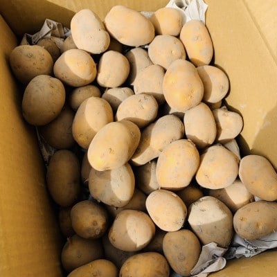 栽培期間中農薬・化学肥料不使用　新じゃがインカのめざめ約8キロ【1701432】