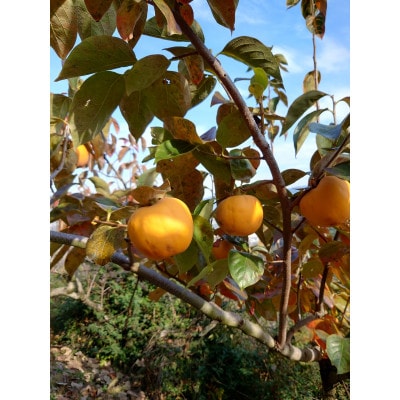 吊るし柿用生渋柿(百目柿、江戸柿)　12〜18個入り【1393085】