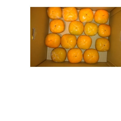 【先行受付】橋本市産　たねなし柿　7.5kg【1526006】