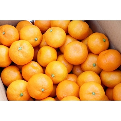 【先行受付】柳フルーツ園 大玉みかん 約5kg Lサイズ【1077825】