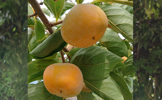 åœå芳å
蟲åã®ãããªãæ¿9åå
¥ã(2Lãµã€ãº)ãé
éäžå¯å°åïŒåæµ·éã»æ²çžçãã1110577ã