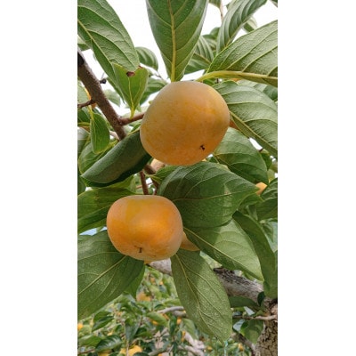 たねなし柿(訳あり品)12〜15個入り【1393923】