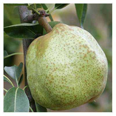 çŽå·è²ã¡ã®ã©ã»ãã©ã³ã¹ 1.8kgå
¥ããé
éäžå¯å°åïŒé¢å³¶ã»åæµ·éã»æ²çžçãã1497396ã