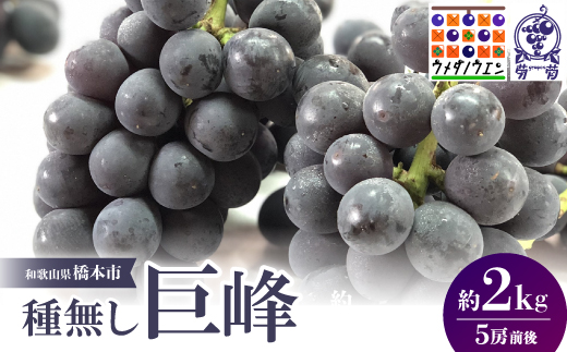 【2026年夏発送】種無し巨峰　約2kg(5房前後)　来季分先行受付【配送不可地域：離島】【1146341】