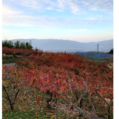 縺溘ュ縺ェ縺玲涸 (逵溽ゥコ蛹陬 )2L 9蛟句・繧翫1597972縲