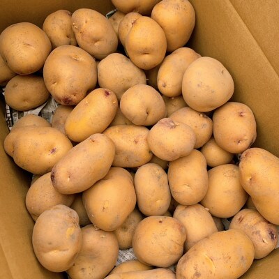 栽培期間中農薬化学肥料不使用　新じゃがインカのめざめ　計4.8kg【1702332】