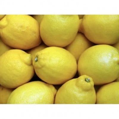 アトランティスファームの国産レモン 約1kg+100g(11月より順次発送予定)【1514141】