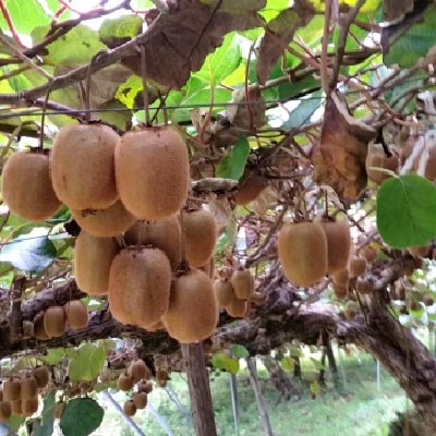 富有柿とキウイフルーツの詰め合わせ【1077104】