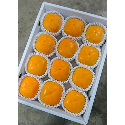 【2026年度発送分】国城観光農園のたねなし柿12個入り(2Lサイズ)【配送不可地域：北海道・沖縄県】【1110573】