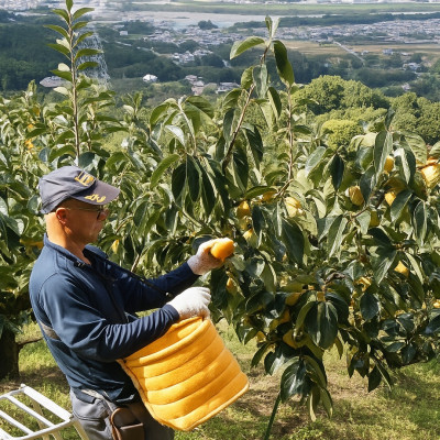 柿【先行受付】柳フルーツ園 たねなし柿 約2kg【1430450】