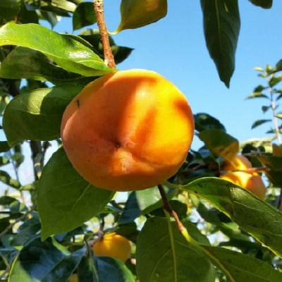 富有柿とキウイフルーツの詰め合わせ【1077104】