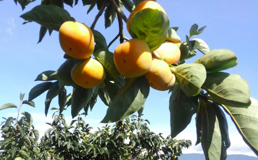 ケーズファーム　平たねなし柿　12〜13個入　2L〜3Lサイズ【1147921】