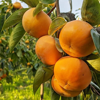 【先行予約】匠果樹園 富有柿【秀品】白紫箱 2Lまたは3Lサイズ【2026年11月〜12月発送】【1473510】