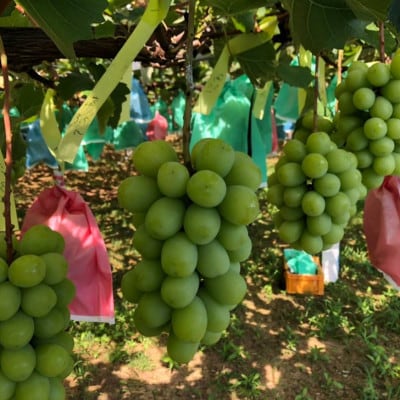 ã2026幎å€çºéãå
è¡åä» æ¬ã®ã·ã£ã€ã³ãã¹ã«ããè©°ãåããçŽ1.8ãã(åæå±±çæ©æ¬åžç£)ãé
éäžå¯å°åïŒé¢å³¶ãã1515363ã