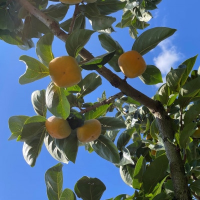 【先行受付】【訳あり・家庭用】和歌山県産　たねなし柿　7.5kg【1521103】