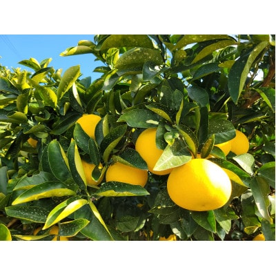 【特別栽培】和歌山県産　八朔(5kg)【1640083】