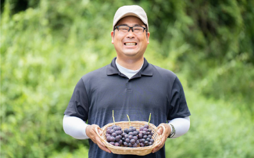 【2026年夏発送】種無し巨峰　約2kg(5房前後)　来季分先行受付【配送不可地域：離島】【1146341】