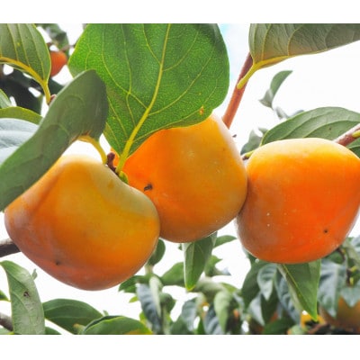 ãå
è¡åä»ã2026幎ç§é 次çºéãç§ã®å³èŠã®ãããªãæ¿(3Lãµã€ãºã10ã12å)ã1508705ã