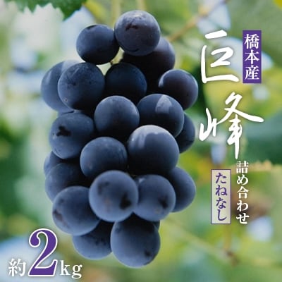 【2026年夏発送】  和歌山県橋本市産(種無し)巨峰 ぶどう詰め合わせ　約2kg【配送不可地域：離島】【1135025】