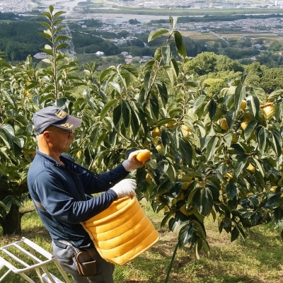 柿【先行受付】柳フルーツ園(訳あり)たねなし柿 約7.5kg【1077001】