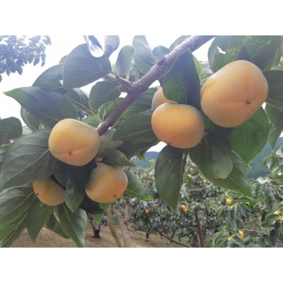 【先行受付】和歌山県産(刀根早生)贈答用3kg【1522422】