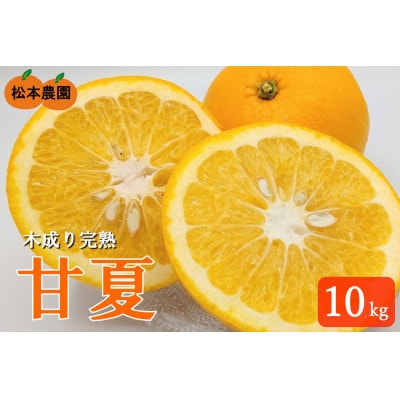 令和8年4月より発送　木成り完熟甘夏みかん 約10kg 【数量限定】松本農園　橋本市産【1595969】