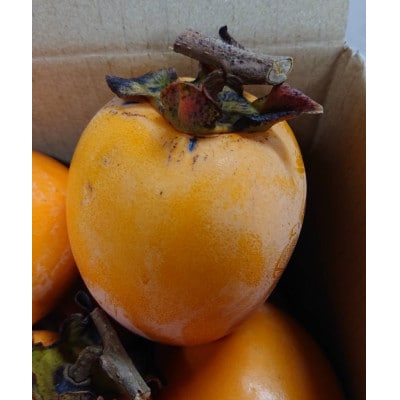 åããæ¿ã»å¹²ãæ¿çšçæžæ¿(è屿¿)23ã35åå
¥ãã1281410ã