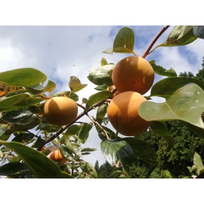 【先行受付】橋本市産　たねなし柿　7.5kg【1526006】