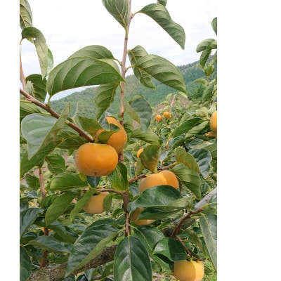 縺溘ュ縺ェ縺玲涸 (逵溽ゥコ蛹陬 )2L 9蛟句・繧翫1597972縲