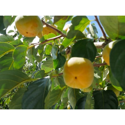 【先行受付】橋本市産　たねなし柿　2kg　(家庭用　訳あり)【1526601】