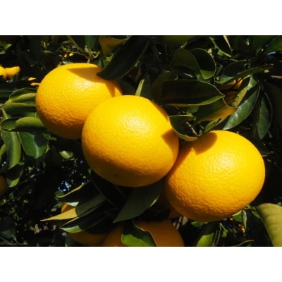 和歌山県産　美濃農園のはっさく 約5kg(皮をむく道具付き)【1272362】